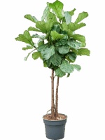Ficus Lyrata D 38 H 190 cm - PlantenShop24 - 19-06-2025