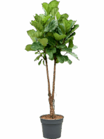 Ficus Lyrata D 38 H 200 cm - PlantenShop24 - 01-05-2025