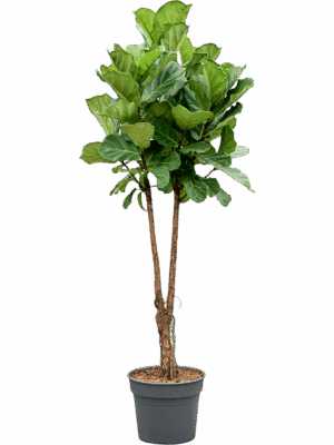 Ficus Lyrata D 38 H 200 cm - PlantenShop24 - 01-05-2025