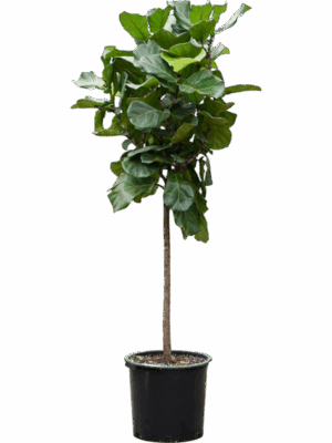Ficus Lyrata D 45 H 220 cm - PlantenShop24 - 06-05-2025