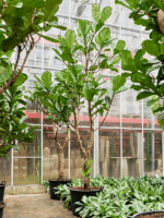 Ficus Lyrata D 60 H 325 cm - PlantenShop24 - 20-05-2025