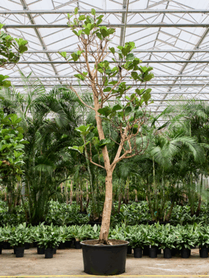 Ficus Lyrata D 96 H 520 cm - PlantenShop24 - 05-05-2025