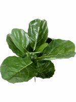 Ficus Lyrata Fiddle H 58 cm - PlantenShop24 - 15-05-2025