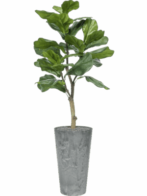 Ficus Lyrata In Artstone D 28 H 137 cm - PlantenShop24 - 02-05-2025