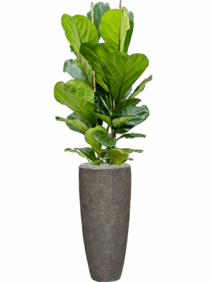 Ficus Lyrata In Baq Naturescast D 24 H 164 cm - PlantenShop24 - 01-05-2025