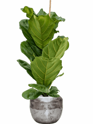 Ficus Lyrata In Baq Opus Raw D 21 H 125 cm - PlantenShop24 - 27-05-2025