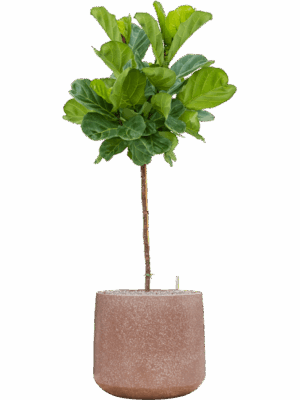 Ficus Lyrata In Baq Terrazzo D 30 H 151 cm - PlantenShop24 - 12-05-2025