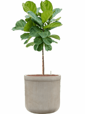 Ficus Lyrata In Baq Vertical Rib D 25 H 143 cm - PlantenShop24 - 14-05-2025
