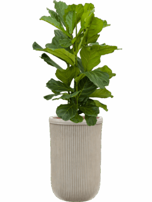 Ficus Lyrata In Baq Vertical Rib D 28 H 133 cm - PlantenShop24 - 15-05-2025