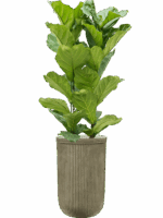 Ficus Lyrata In Baq Vertical Rib D 30 H 155 cm - PlantenShop24 - 15-05-2025