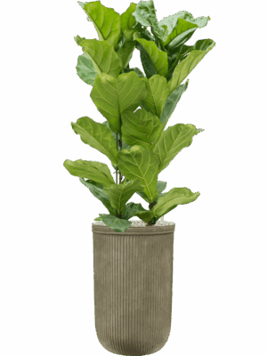 Ficus Lyrata In Baq Vertical Rib D 30 H 155 cm - PlantenShop24 - 15-05-2025