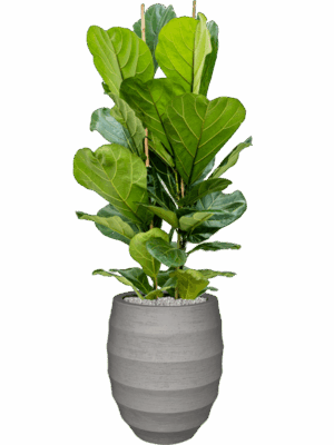 Ficus Lyrata In Bordo D 24 H 142 cm - PlantenShop24 - 01-05-2025