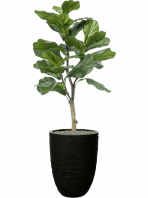 Ficus Lyrata In Capi Nature Rib NL D 34 H 134 cm - PlantenShop24 - 22-05-2025