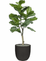 Ficus Lyrata In Capi Urban Smooth NL D 35 H 120 cm - PlantenShop24 - 16-05-2025
