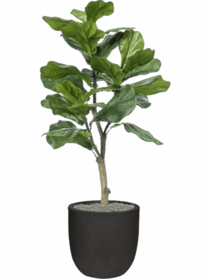 Ficus Lyrata In Capi Urban Smooth NL D 35 H 120 cm - PlantenShop24 - 15-05-2025
