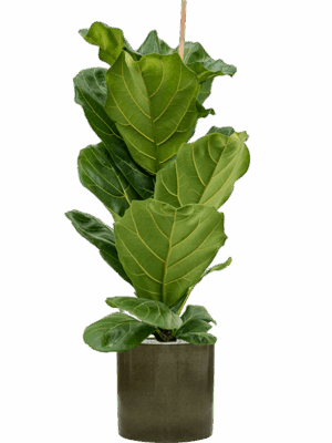 Ficus Lyrata In Cylinder D 21 H 126 cm - PlantenShop24 - 27-05-2025