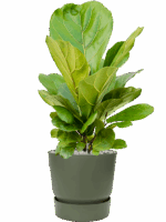 Ficus Lyrata In Greenville D 21 H 70 cm - PlantenShop24 - 22-05-2025