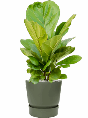 Ficus Lyrata In Greenville D 21 H 70 cm - PlantenShop24 - 21-05-2025