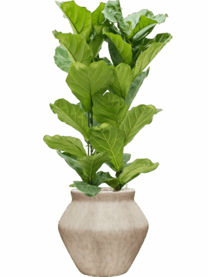 Ficus Lyrata In Mineral D 30 H 144 cm - PlantenShop24 - 12-05-2025
