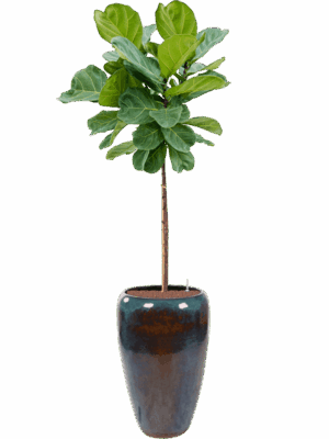 Ficus Lyrata In Mystic D 25 H 193 cm - PlantenShop24 - 27-05-2025