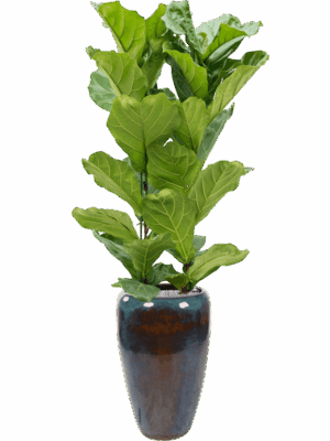 Ficus Lyrata In Mystic D 30 H 193 cm - PlantenShop24 - 27-05-2025
