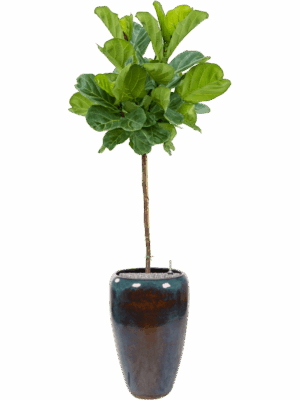 Ficus Lyrata In Mystic D 30 H 204 cm - PlantenShop24 - 27-05-2025
