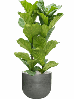 Ficus Lyrata In Ridged Horizontally D 30 H 133 cm - PlantenShop24 - 21-05-2025