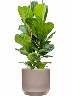 Ficus Lyrata In Rotunda Urban D 24 H 134 cm - PlantenShop24 - 01-05-2025