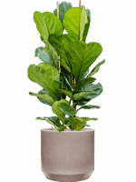 Ficus Lyrata In Rotunda Urban D 24 H 134 cm - PlantenShop24 - 16-05-2025