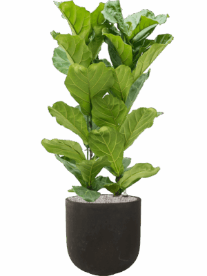 Ficus Lyrata In Static GRC D 30 H 138 cm - PlantenShop24 - 27-05-2025