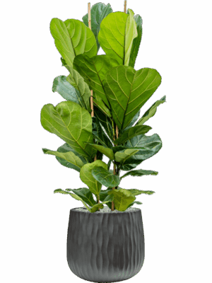 Ficus Lyrata In Wave D 24 H 129 cm - PlantenShop24 - 01-05-2025