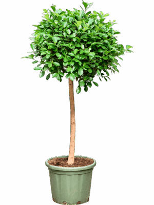 Ficus Microcarpa Moclame D 38 H 165 cm - PlantenShop24 - 22-05-2025