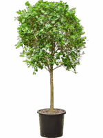 Ficus Microcarpa Moclame D 45 H 230 cm - PlantenShop24 - 14-05-2025