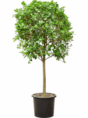 Ficus Microcarpa Moclame D 45 H 230 cm - PlantenShop24 - 14-05-2025