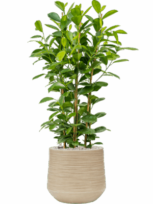 Ficus Microcarpa Moclame In Baq Dune D 24 H 91 cm - PlantenShop24 - 20-05-2025