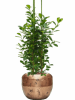Ficus Microcarpa Moclame In Baq Opus Raw D 25 H 143 cm - PlantenShop24 - 26-05-2025