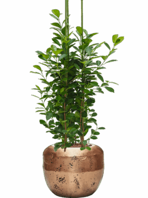 Ficus Microcarpa Moclame In Baq Opus Raw D 25 H 143 cm - PlantenShop24 - 26-05-2025
