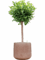 Ficus Microcarpa Moclame In Baq Terrazzo D 30 H 141 cm - PlantenShop24 - 12-05-2025