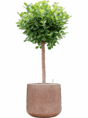 Ficus Microcarpa Moclame In Baq Terrazzo D 30 H 141 cm - PlantenShop24 - 12-05-2025