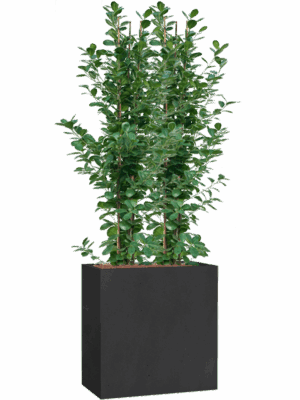 Ficus Microcarpa Moclame In Grigio D 25 H 200 cm - PlantenShop24 - 01-05-2025