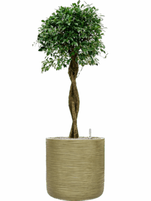 Ficus Microcarpa u2018Nitidau2019 In Baq Dune D 34 H 137 cm - PlantenShop24 - 05-05-2025
