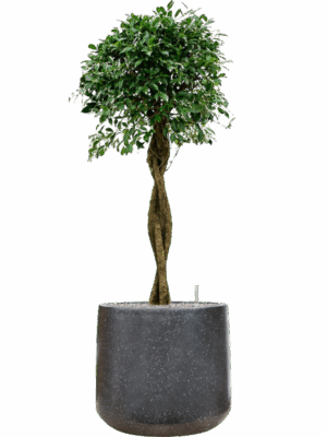 Ficus Microcarpa u2018Nitidau2019 In Baq Terrazzo D 34 H 135 cm - PlantenShop24 - 12-05-2025