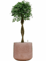 Ficus Microcarpa u2018Nitidau2019 In Baq Terrazzo D 34 H 135 cm - PlantenShop24 - 12-05-2025