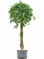 Ficus Microcarpa ‘Nitida’ D 28 H 145 cm - PlantenShop24 - 22-07-2025