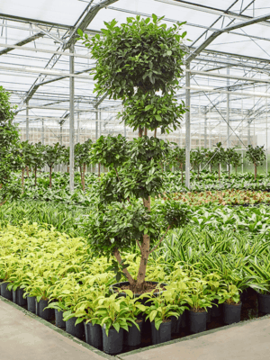 Ficus Microcarpa ‘Nitida’ D 42 H 240 cm - PlantenShop24 - 01-05-2025