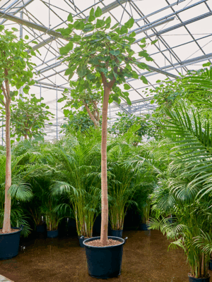 Ficus Religiosa D 65 H 450 cm - PlantenShop24 - 16-05-2025