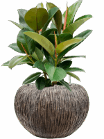 Ficus Robusta In Baq Luxe Lite Universe Waterfall D 21 H 59 cm - PlantenShop24 - 14-05-2025