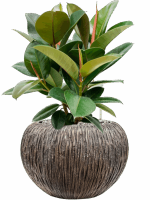 Ficus Robusta In Baq Luxe Lite Universe Waterfall D 21 H 59 cm - PlantenShop24 - 14-05-2025