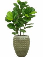 Fiddle Tree In Laos D 44 H 142 cm - PlantenShop24 - 27-05-2025