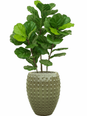 Fiddle Tree In Laos D 44 H 142 cm - PlantenShop24 - 27-05-2025